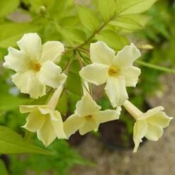 Jasminum Officianale Clotted Cream -Plant Series Store Jasminum officinale Clotted Cream 02