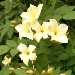 Jasminum Officianale Clotted Cream -Plant Series Store Jasminum officinale Clotted Cream 04
