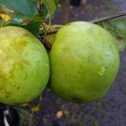 Apple Keegan’s Crab -Plant Series Store Keegans Crab 2