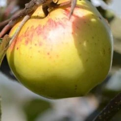 Plant Series Store -Plant Series Store Kemp A02