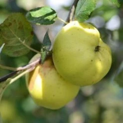 Apple Kemp -Plant Series Store Kemp A03