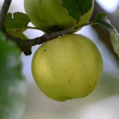 Apple Kemp -Plant Series Store Kemp A05