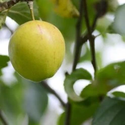 Apple Kerry Pippin -Plant Series Store Kerry Pippin A02