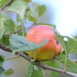 Apple Kerry Pippin -Plant Series Store Kerry Pippin A04