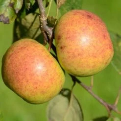Apple Kilkenny Pearmain -Plant Series Store Kilkenny Pearmain A02