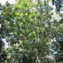 Koelreuteria Bipinnata - Chinese Flame Tree -Plant Series Store Koelreuteria bipinata 01