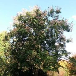 Koelreuteria Bipinnata - Chinese Flame Tree -Plant Series Store Koelreuteria bipinata 03