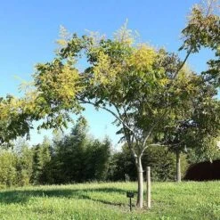 Koelreuteria Bipinnata - Chinese Flame Tree -Plant Series Store Koelreuteria bipinata 04