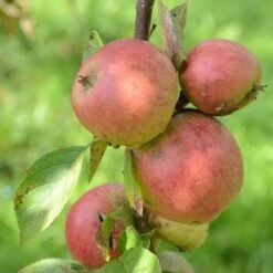 Apple Laxton Superb -Plant Series Store Laxton s Superb A02