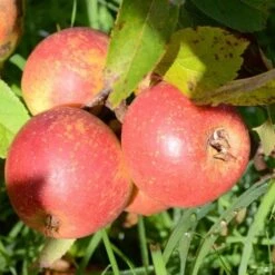 Apple Laxton Superb -Plant Series Store Laxton s Superb A03