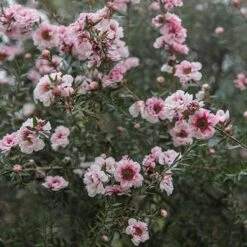 Leptospermum Scoparium Coral Candy -Plant Series Store Leptospermum Coral Candy 03