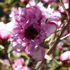 Leptospermum Scoparium Coral Candy -Plant Series Store Leptospermum Coral Candy 04