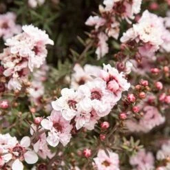 Leptospermum Scoparium Apple Blossom -Plant Series Store Leptospermum scoparium Appleblossom 01