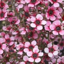 Leptospermum Scoparium Martini -Plant Series Store Leptospermum scoparium Martinii 02