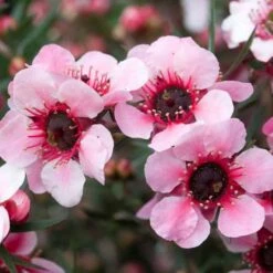 Leptospermum Scoparium Martini -Plant Series Store Leptospermum scoparium Martinii 03