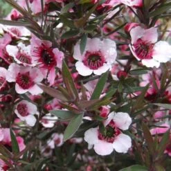 Leptospermum Scoparium Martini -Plant Series Store Leptospermum scoparium Martinii 04