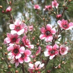 Leptospermum Scoparium Martini -Plant Series Store Leptospermum scoparium Martinii 06