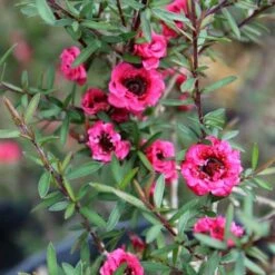 Leptospermum Scoparium Winter Cheer -Plant Series Store Leptospermum scoparium Winter Cheer 02