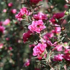 Leptospermum Scoparium Winter Cheer -Plant Series Store Leptospermum scoparium Winter Cheer 03