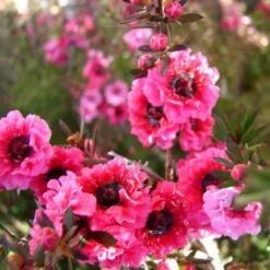 Leptospermum Scoparium Winter Cheer -Plant Series Store Leptospermum scoparium Winter Cheer 04