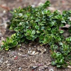 Lonicera Crassifolia -Plant Series Store Lonicera crassifola 06