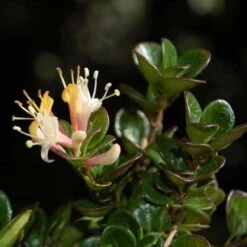 Lonicera Crassifolia -Plant Series Store Lonicera crassifola 07
