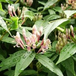 Lonicera Henryi -Plant Series Store Lonicera henryi 01