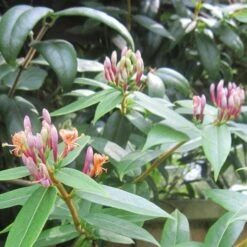 Lonicera Henryi -Plant Series Store Lonicera henryi 04