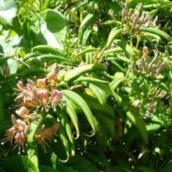 Lonicera Henryi -Plant Series Store Lonicera henryi 05