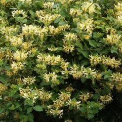 Lonicera Periclymenum Graham Thomas -Plant Series Store Lonicera pericly Graham Thomas 02