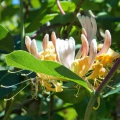 Lonicera Periclymenum Graham Thomas -Plant Series Store Lonicera pericly Graham Thomas 03