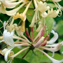 Lonicera Periclymenum Graham Thomas -Plant Series Store Lonicera pericly Graham Thomas 06
