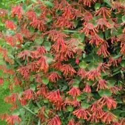 Lonicera Sempervirens -Plant Series Store Lonicera sempervirens 02