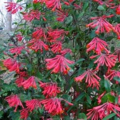 Lonicera Sempervirens -Plant Series Store Lonicera sempervirens 05