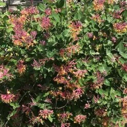 Lonicera X Heckrottii Gold Flame -Plant Series Store Lonicera x heckrottii Gold Flame 01