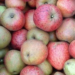 Apple Lord Hindlip -Plant Series Store Lord Hindlip 04