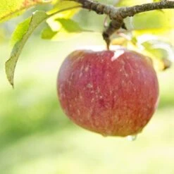 Apple Lord Lambourne -Plant Series Store Lord Lambourne A01