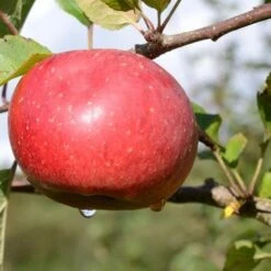 Apple Lord Lambourne -Plant Series Store Lord Lambourne A02