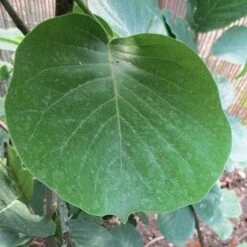 Magnolia Daybreak -Plant Series Store Magnolia Daybreak 05