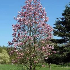 Magnolia Daybreak -Plant Series Store Magnolia Daybreak 06