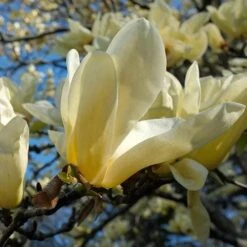 Magnolia X Brooklynensis Elizabeth -Plant Series Store Magnolia Elizabeth 04