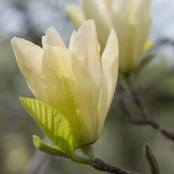 Magnolia X Brooklynensis Elizabeth -Plant Series Store Magnolia Elizabeth 05