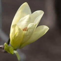 Magnolia X Brooklynensis Elizabeth -Plant Series Store Magnolia Elizabeth 06