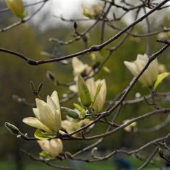 Magnolia X Brooklynensis Elizabeth -Plant Series Store Magnolia Elizabeth 07