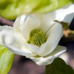 Magnolia X Brooklynensis Elizabeth -Plant Series Store Magnolia Elizabeth 08