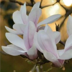 Magnolia George Henry Kern -Plant Series Store Magnolia George Henry Kern 03