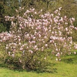 Magnolia George Henry Kern -Plant Series Store Magnolia George Henry Kern 04