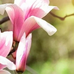 Magnolia Ricki 7 Magnolia Ricki -Plant Series Store Magnolia Ricki 01