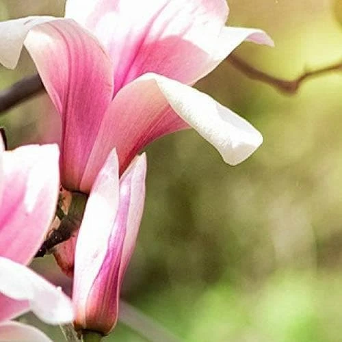 Magnolia Ricki 4 Magnolia Ricki - Image 4