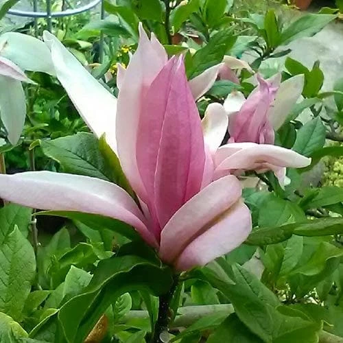 Magnolia Ricki 2 Magnolia Ricki - Image 2